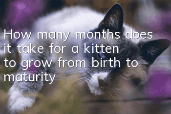How many months does it take for a kitten to grow from birth to maturity?