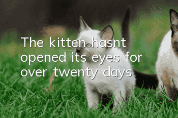 The kitten hasn’t opened its eyes for over twenty days