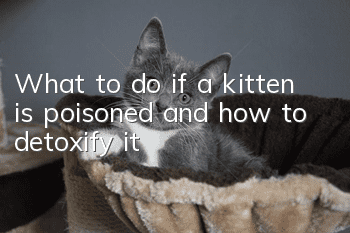 What to do if a kitten is poisoned and how to detoxify it