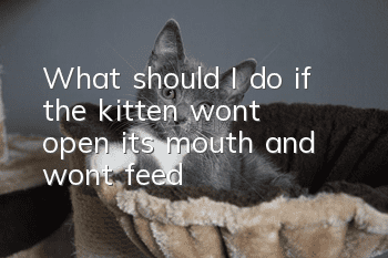 What should I do if the kitten won’t open its mouth and won’t feed?