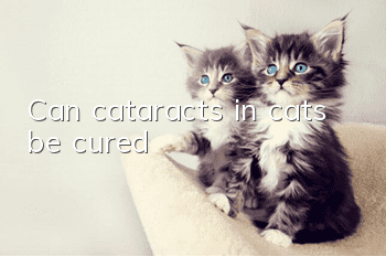 Can cataracts in cats be cured?