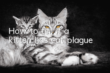 How to tell if a kitten has cat plague
