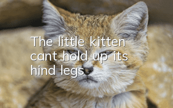 The little kitten can't hold up its hind legs