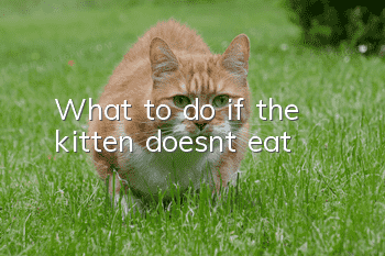 What to do if the kitten doesn’t eat