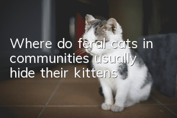 Where do feral cats in communities usually hide their kittens?