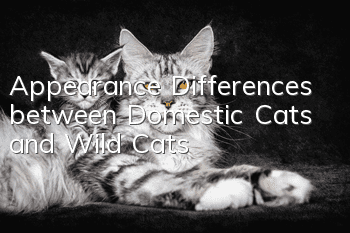 Appearance Differences between Domestic Cats and Wild Cats