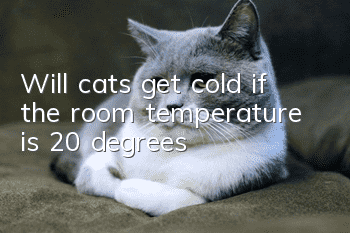 Will cats get cold if the room temperature is 20 degrees?