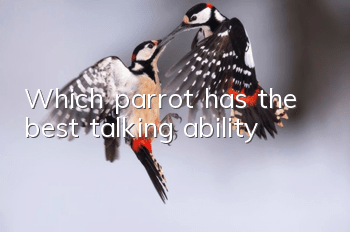 Which parrot has the best talking ability?