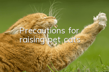 Precautions for raising pet cats