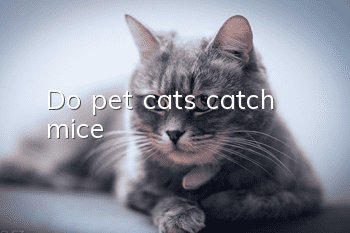 Do pet cats catch mice?