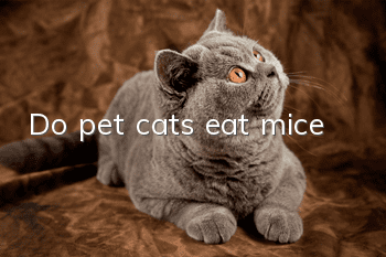 Do pet cats eat mice?