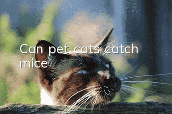 Can pet cats catch mice?