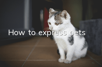 How to express pets