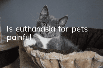 Is euthanasia for pets painful?
