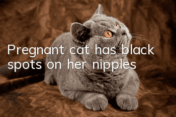 Pregnant cat has black spots on her nipples