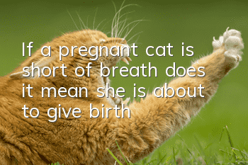 If a pregnant cat is short of breath, does it mean she is about to give birth?