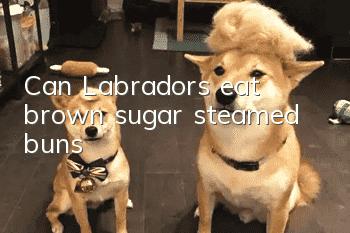 Can Labradors eat brown sugar steamed buns?
