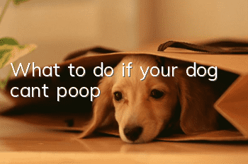 What to do if your dog can’t poop