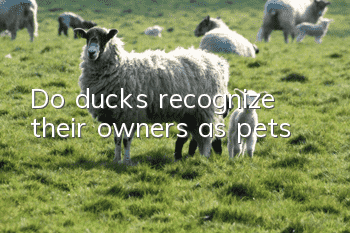 Do ducks recognize their owners as pets?