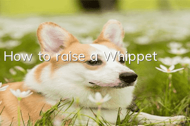 How to raise a Whippet