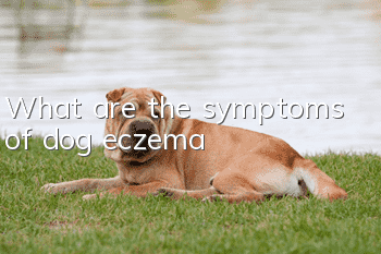 What are the symptoms of dog eczema?