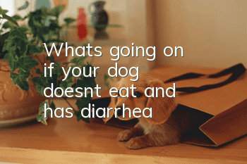 What's going on if your dog doesn't eat and has diarrhea?