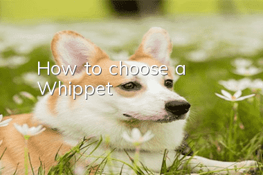 How to choose a Whippet