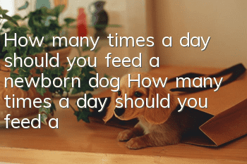 How many times a day should you feed a newborn dog? How many times a day should you feed a newborn dog?