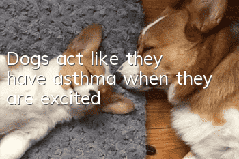 Dogs act like they have asthma when they are excited