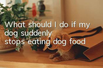 What should I do if my dog suddenly stops eating dog food?