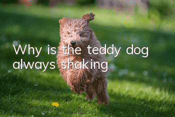 Why is the teddy dog always shaking?