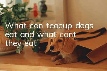 What can teacup dogs eat and what can’t they eat?