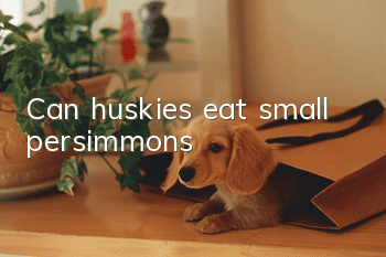 Can huskies eat small persimmons?