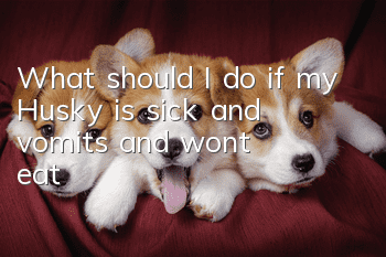 What should I do if my Husky is sick and vomits and won’t eat?