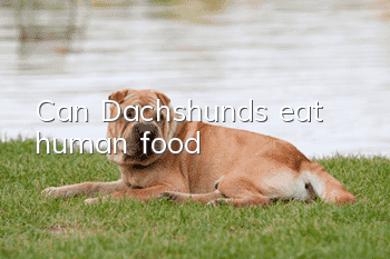 Can Dachshunds eat human food?