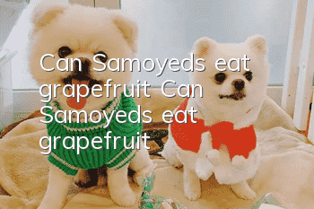 Can Samoyeds eat grapefruit? Can Samoyeds eat grapefruit?