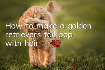 How to make a golden retriever’s tail pop with hair