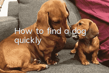 How to find a dog quickly
