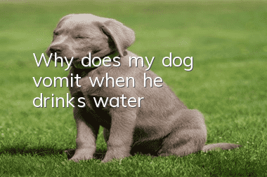 Why does my dog vomit when he drinks water?