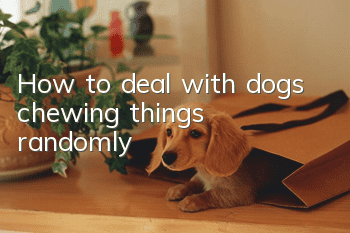 How to deal with dogs chewing things randomly?