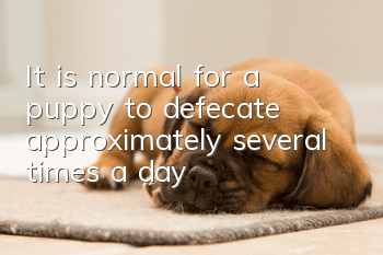 It is normal for a puppy to defecate approximately several times a day