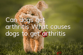 Can dogs get arthritis? What causes dogs to get arthritis?