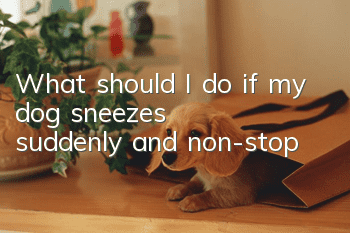 What should I do if my dog sneezes suddenly and non-stop?