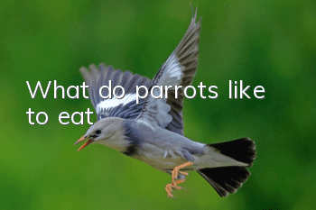 What do parrots like to eat?