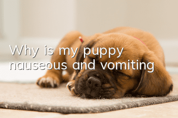 Why is my puppy nauseous and vomiting?
