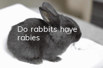 Do rabbits have rabies?