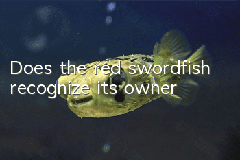 Does the red swordfish recognize its owner?