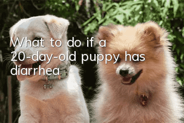 What to do if a 20-day-old puppy has diarrhea