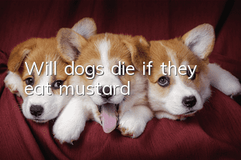Will dogs die if they eat mustard?