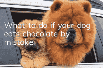 What to do if your dog eats chocolate by mistake